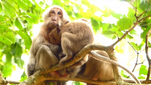 Pity Tima Monkey | Baby Timo Monkey Screaming At Mother Feeding Milk | Monkey Crying