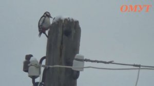 239. НАШ ДЯТЕЛ - МОЗГОКЛЮЙ С НАМИ...