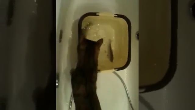 Кот Рыболов смотреть онлайн