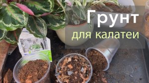 №108. Грунт для калатеи. 3 варианта удачных составов грунта, в которых растут мои калатеи.