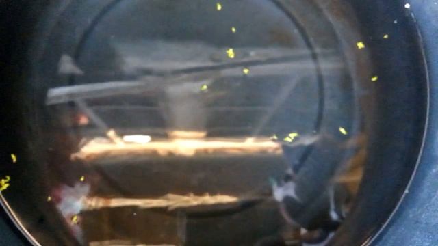 Lagi Lagi Ikan Kesayangan Mati Terkena Penyakit Perut Kembung#ikanhiasguppy смотреть онлайн