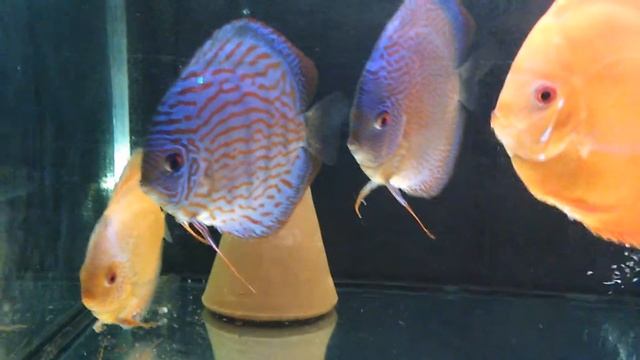 Moji Diskusi, uvoz Nemačka смотреть онлайн