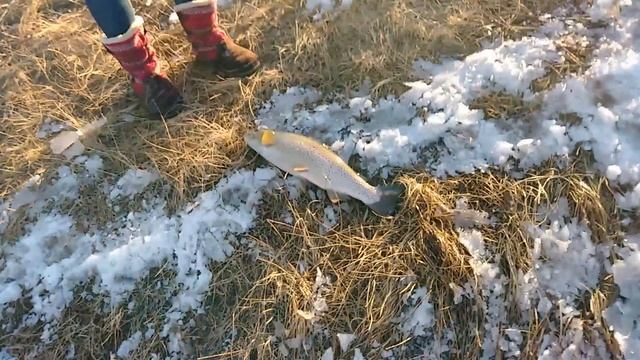 Catching MASSIVE trout! Рыбалка на ГИГАНТСКУЮ форель! смотреть онлайн