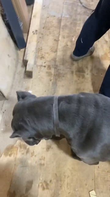 Любовь🥰#tttt #cane #канекорсо #canecorso #canecorsoitaliano #канекорсоитальяно смотреть онлайн