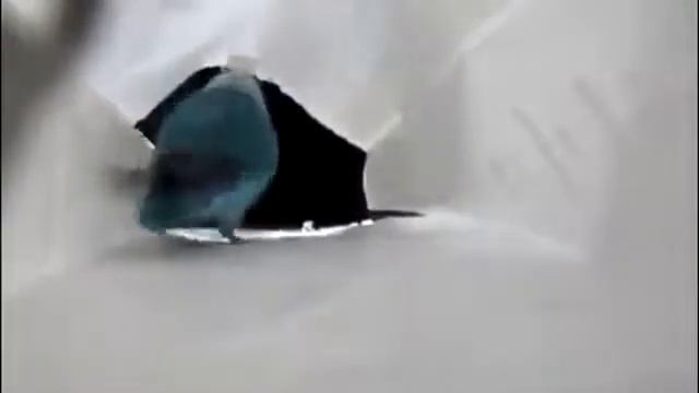 Попугай танцует чечетку =D смотреть онлайн