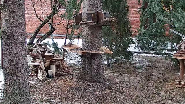 22.01.2023 Онлайн-трансляция Белочек и птичек смотреть онлайн