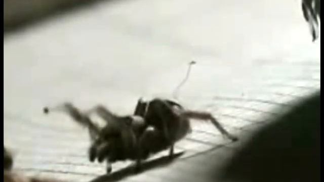 Spider Conductor смотреть онлайн
