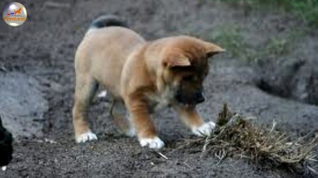 New Guinea Singing Dog смотреть онлайн