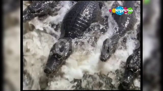 ВСЕ ВАРИАНТЫ АНОНСА КАРУСЕЛЬ ЖИЗНЬ ЗАМЕЧАТЕЛЬНЫХ ЗВЕРЕЙ смотреть онлайн