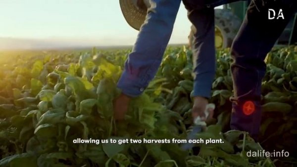 ЧТО В СОСТАВЕ NUTRILITE    Органическая ферма НУТРИЛАЙТ! Прослеживаемость ингредиентов витаминов