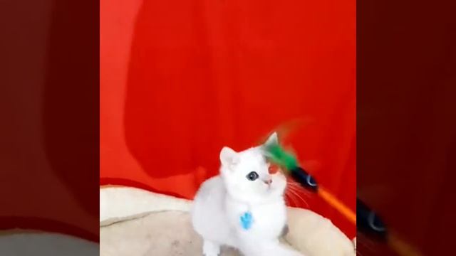 серебристая шиншилла смотреть онлайн