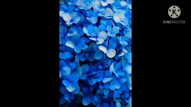{гача лайф}~💞✨эстетика моей ОС✨💞 смотреть онлайн