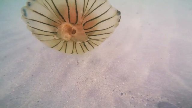 Beautiful Compass Jellyfish смотреть онлайн
