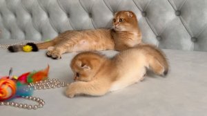 Котята золотая шиншилла