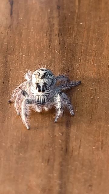 Тарантул на пляже, путешествуем дальше смотреть онлайн