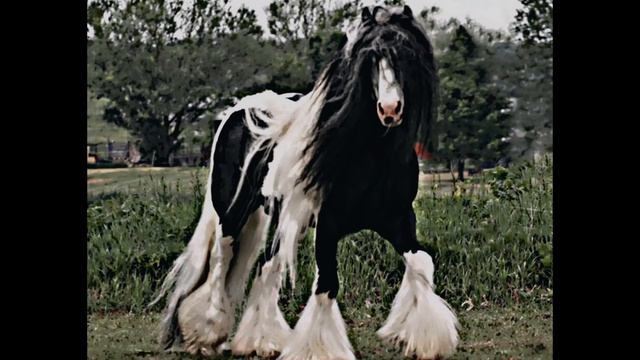 самые дорогие лошади🐴🐴 смотреть онлайн