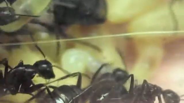 Мои муравьи- Camponotus ligniperdus смотреть онлайн
