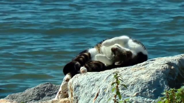 🐈 Очаровательные Сонные Кошки! Милые Котята. Расслабляющая Фортепианная Музыка 🐈 смотреть онлайн