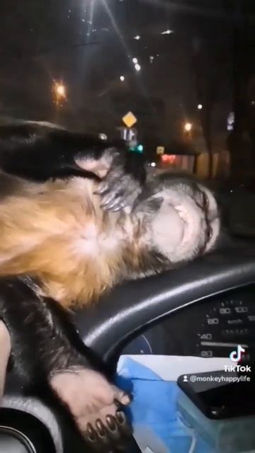 вечерние покатушки😊 смотреть онлайн