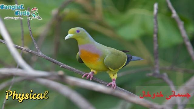 Orange-breasted Pigeon information | Exotic birds | نارنجی چھاتی والا سبز کبوتر (Treron bicinctus) смотреть онлайн
