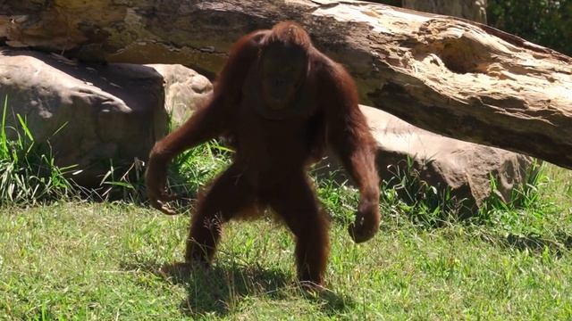 Orangutan Oasis: Exploring the Enchanting World of Red Apes смотреть онлайн