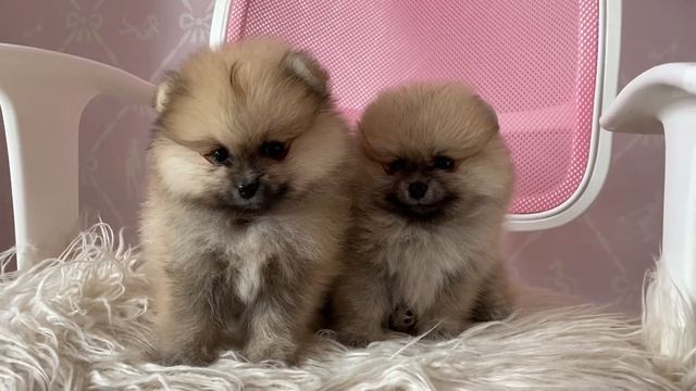 ДОМАШНИЕ ЖИВОТНЫЕ. Какие они милахи! смотреть онлайн