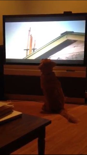 Lily Watching Milo and Otis смотреть онлайн