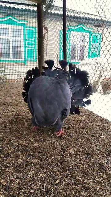 Голуби Павлины.Американский тип. смотреть онлайн