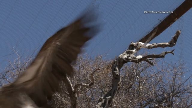 Saving Namibia's endangered vultures смотреть онлайн