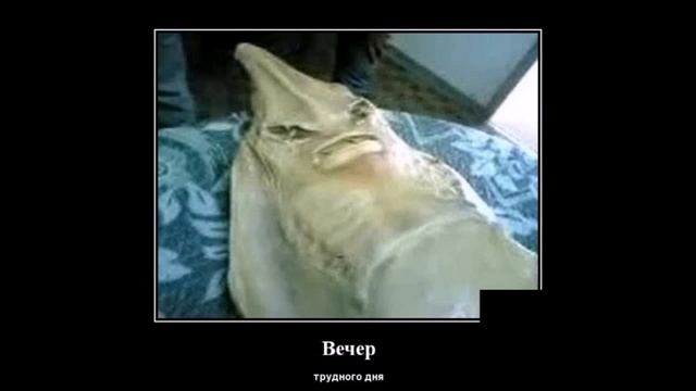 Лучшие приколы,Приколы с животными.Новые приколы.№4 смотреть онлайн