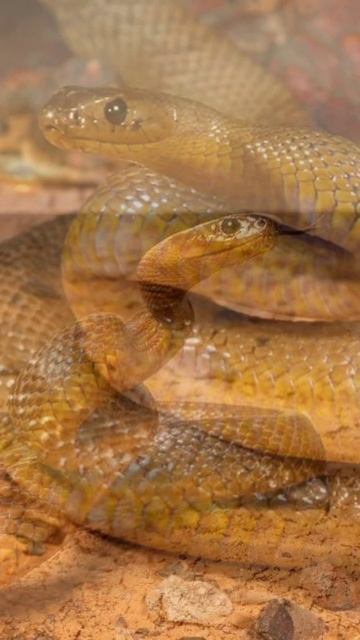 The most venomous snake in the world is the Inland Taipan. смотреть онлайн
