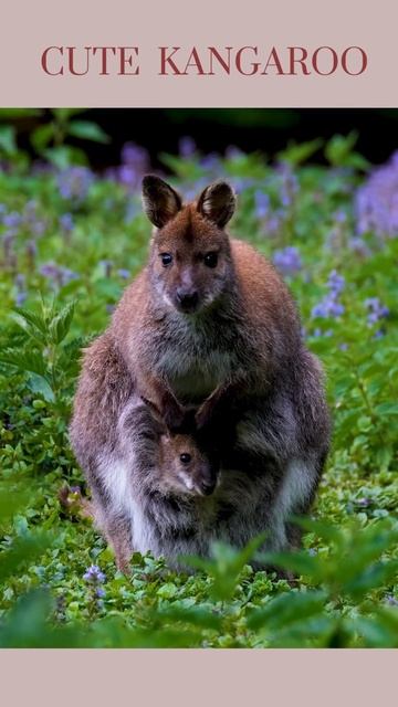 Cute Kangaroo #shorts #cuteanimals смотреть онлайн
