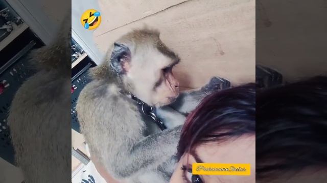 Cute monkey Lucas grooming mama Hippie 🐒🐵🤗 very sweet 💕 смотреть онлайн