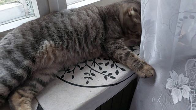 Мои любимые животные. смотреть онлайн