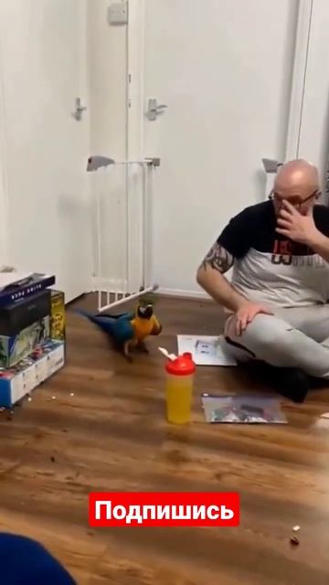 Попугай подкрался и сделал кусь 😂 смотреть онлайн