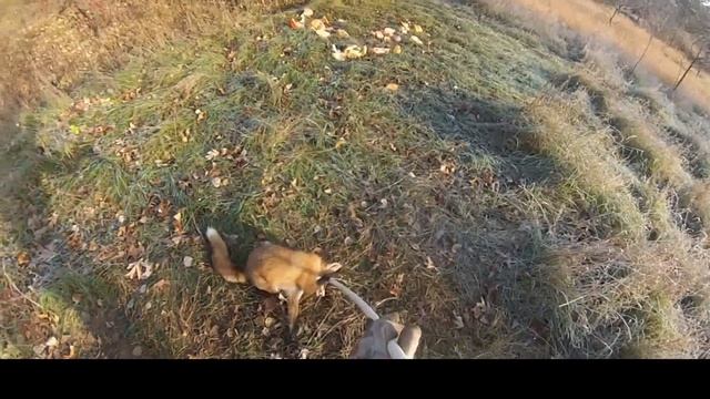Fox vs Coyote - Fight Caught on Camera (Trapping) смотреть онлайн
