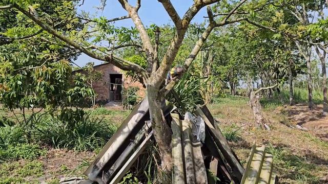 Baby monkey Su cry sad looking for mom when hungry but in trouble! смотреть онлайн