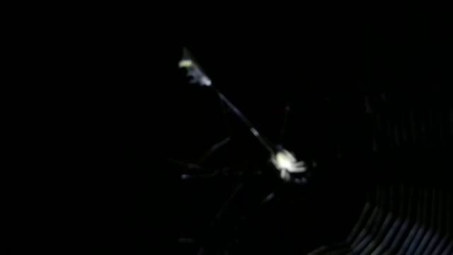 Spotted Orbweaver Capturing a Lightning Bug смотреть онлайн