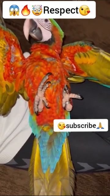 mainan burung sultan ‼#birds #shorts #parrot #trending смотреть онлайн