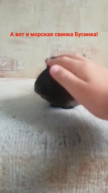 Морская свинка бусинка!(она боится ходить) смотреть онлайн