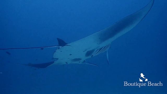 10.09.23 - Manta Ray Snorkelling & Diving. Dives at Lilly Rock, Kuda Giri & Sunset Arches - Maldive смотреть онлайн