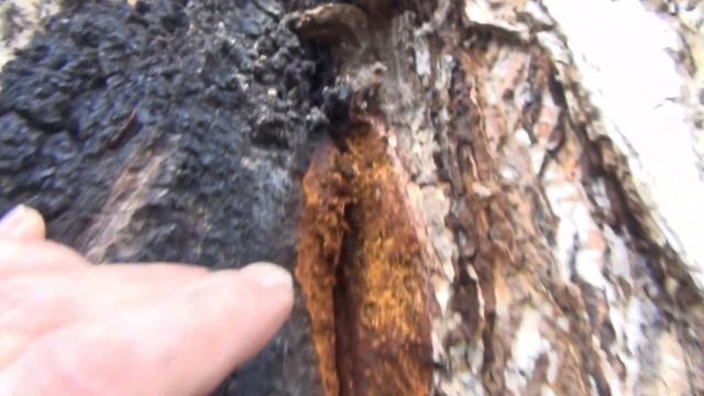 Жизнь Отшельника в ТАЙГЕ ЧАЙ из БЕРЕЗОВОЙ ЧАГИ СупИз ПАПОРОТНИКА СТРАУСНИКА camping outdoor surviva смотреть онлайн