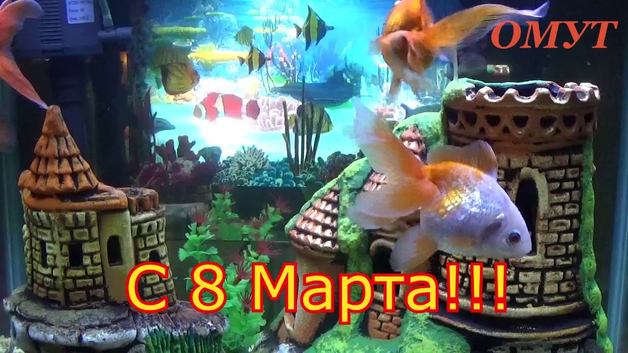 263. С 8 МАРТА - МОИ ЛЮБИМКИ РОДНЫЕ !!! И НАКАЖЕМ ЗЛЫХ ЛЮДЕЙ... смотреть онлайн