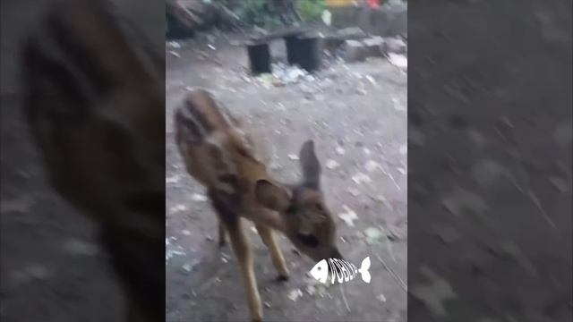 К нашим бойцам прибился маленький оленёнок. Наши никого не бросают. смотреть онлайн