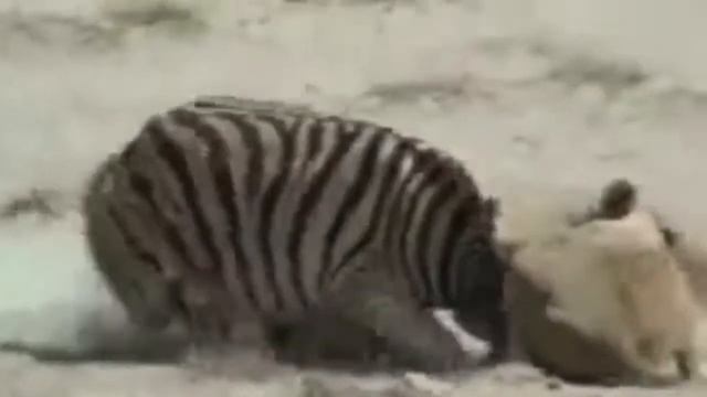 Erstaunlicher Löwe Gegen Zebra Zebra Trat Einen Stolz Des Löwen, Um Gefährten Zu Retten Löwenjagd смотреть онлайн