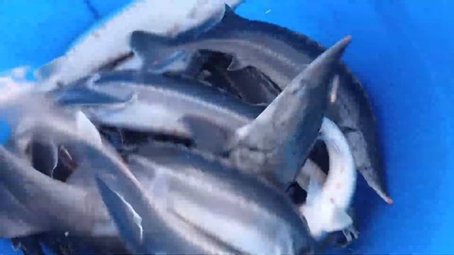 Зарыбление осетром в количестве 100 кг смотреть онлайн