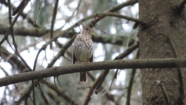 Певчий дрозд красиво поёт #птицыпоют #птицы #birds смотреть онлайн