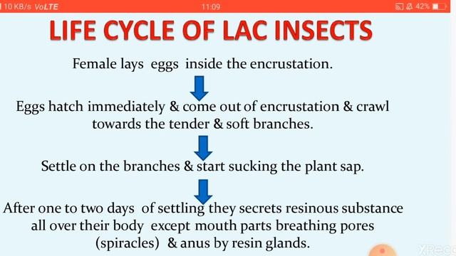 What is lac and life cycle of lac insects смотреть онлайн