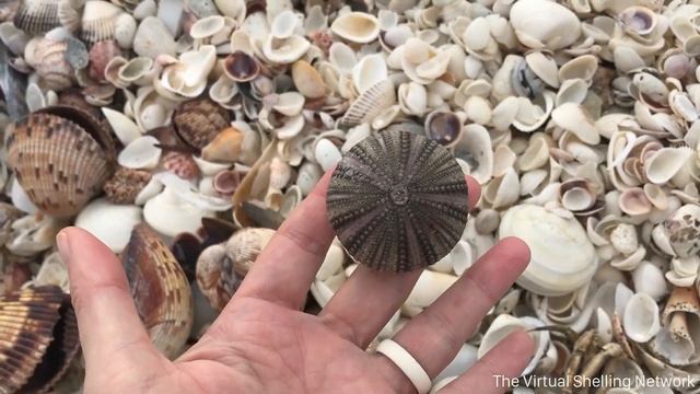 42: West Gulf Washup! (📣 Shell Piles!!) смотреть онлайн