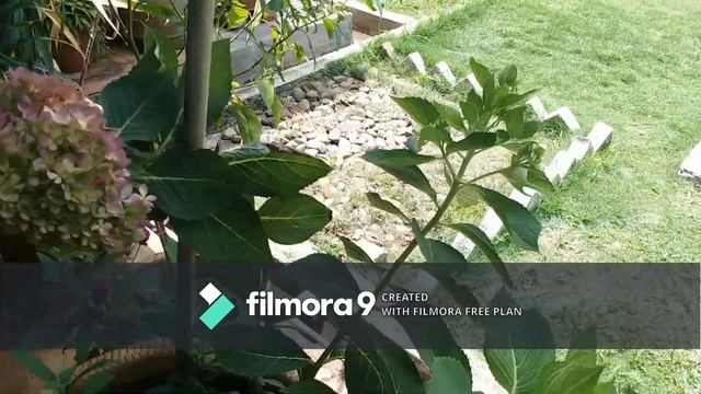 Sumber Pollen Kelulut Tambahan yg diperlukan di setiap Ladang Kelulut. смотреть онлайн